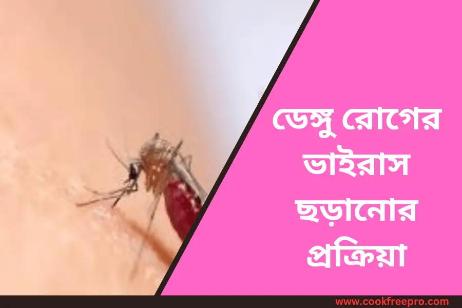 ডেঙ্গু রোগের ভাইরাস ছড়ানোর প্রক্রিয়া